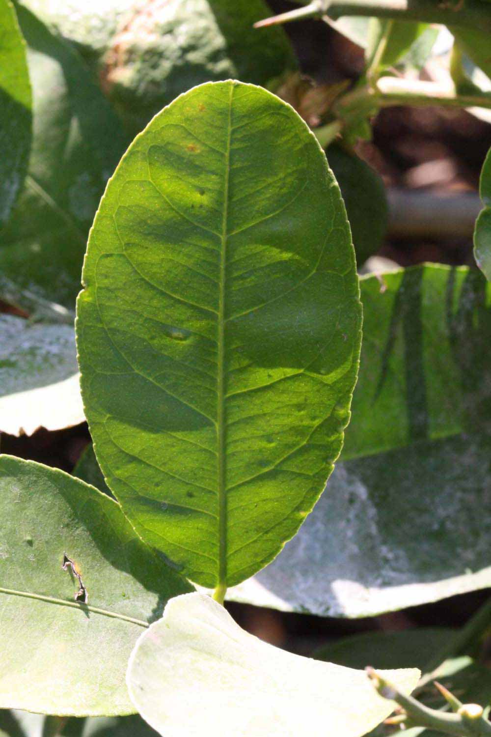              Unifoliolate leaf (Riverside, CA)       